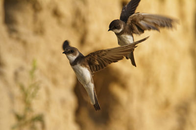 Sand martin in the colony on the steep river banks of the drava river