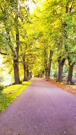Road passing through forest