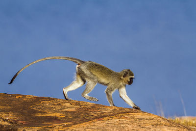 Side view of monkey on rock against blue sky