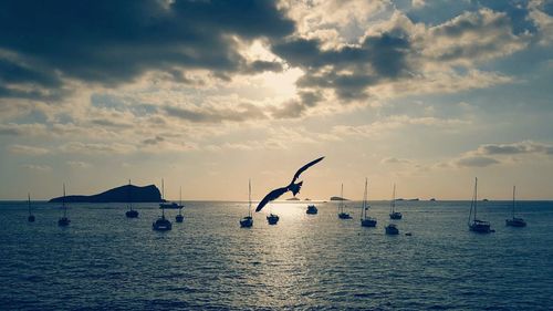 Bird flying over sea against sky