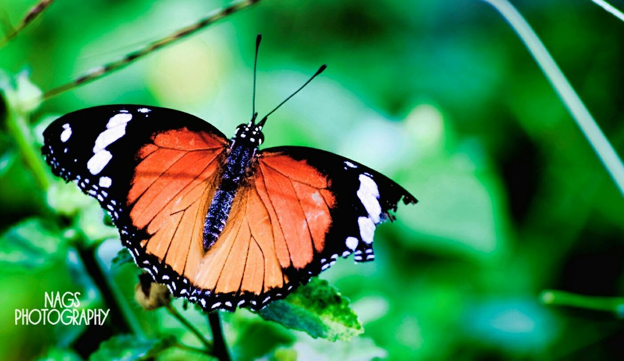 insect, animal themes, one animal, butterfly - insect, butterfly, animals in the wild, animal markings, wildlife, close-up, focus on foreground, animal wing, natural pattern, leaf, perching, nature, beauty in nature, plant, outdoors, day, no people