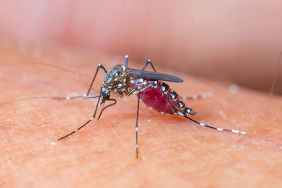 Close-up of insect