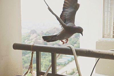 Low angle view of bird perching outdoors