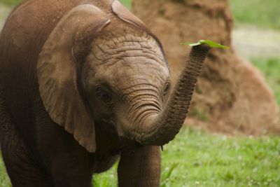 Close-up of elephant in zoo