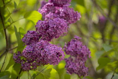 Close-up of purple flowering plant