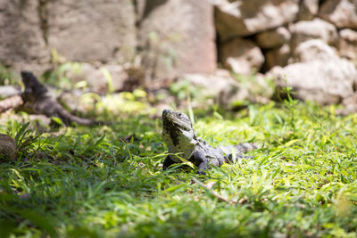 Lizard on a field