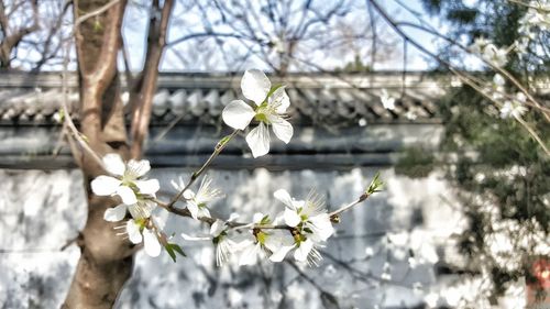 Close-up of flowers on tree