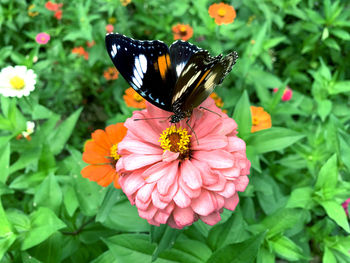 Close-up of butterfly pollinating on flower