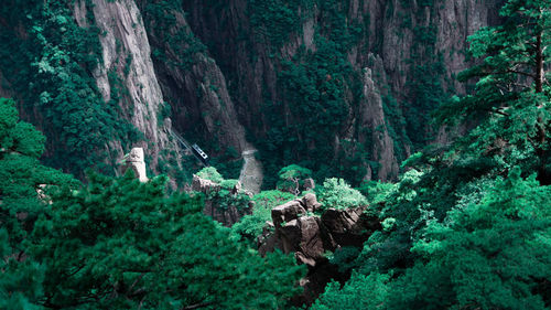 Plants growing on rocks in forest