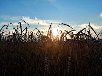 View of stalks in field against sunset sky