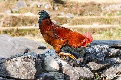 Close-up of rooster perching on rock