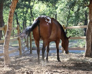 Horse standing on field against trees