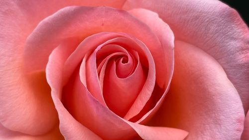 Close-up of red rose flower