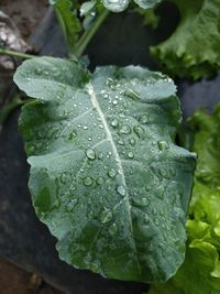 Close-up of raindrops on leaves