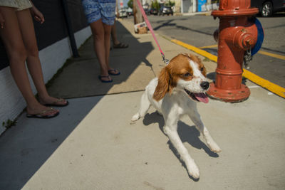 Small dog pulling leash past hydranr