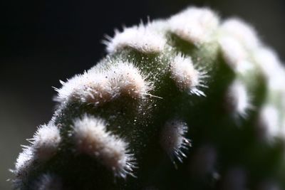 Close-up of white flower on field