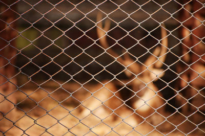 Full frame shot of chainlink fence