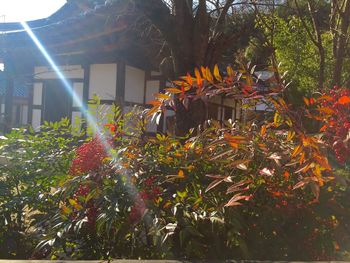 Low angle view of trees