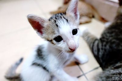 Close-up portrait of kitten