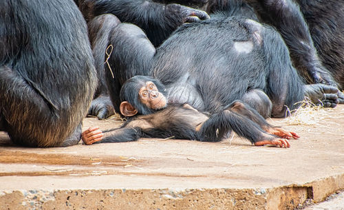 Close-up of a monkey