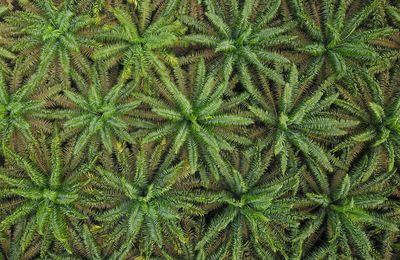 Full frame shot of green plant