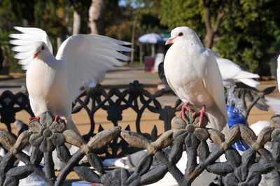 Close-up of seagulls perching on railing