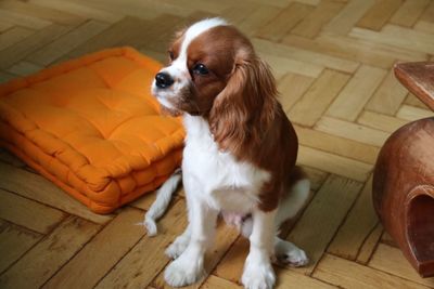 High angle view of cavalier king charles spaniel sitting by orange cushion at home