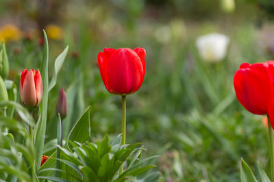 Close-up of red tulip flowers on field