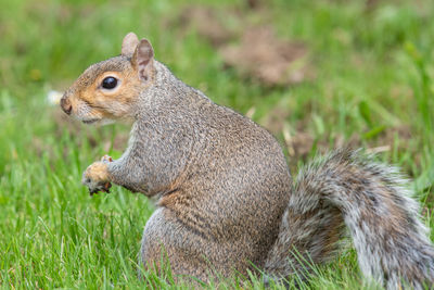 Portrait of an eastern grey squirrel eating a nut