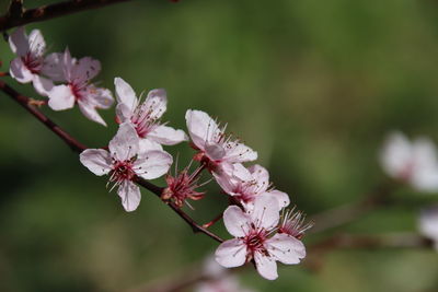 Close-up of cherry blossom