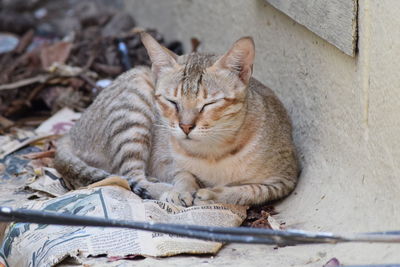 Portrait of cat resting on wall