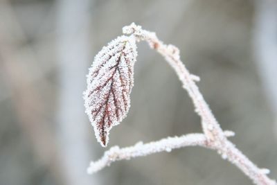 Close-up of frost on snow