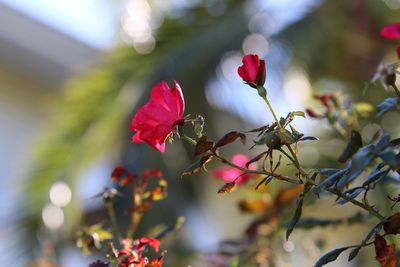 Close-up of pink flowers