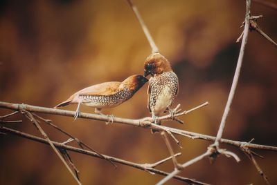 Close-up of bird perching on barbed wire