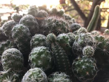 Close-up of cactus plants