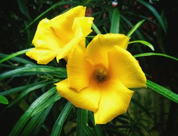 Close-up of yellow flowering plant in park