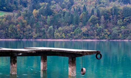 Scenic view of lake in forest