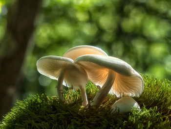 Close-up of mushroom growing in forest