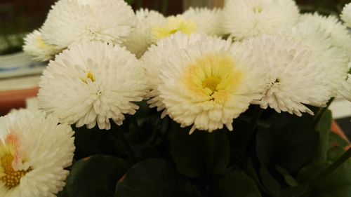 Close-up of yellow flowers blooming outdoors