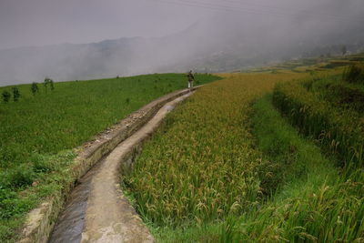 Amazing fields of rice in northern china, stunning backdrops d.y