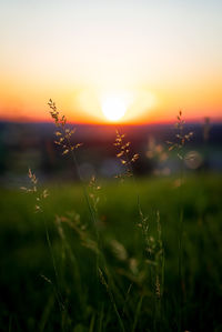 Scenic view of field against sky during sunset