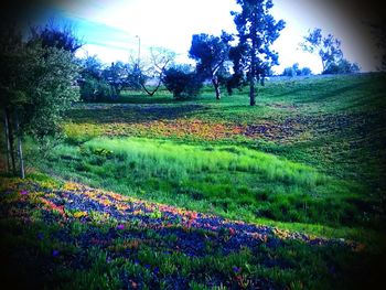 Flowers growing in field