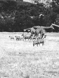 Horse grazing on field against trees