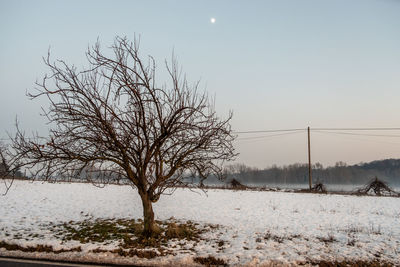 Bare tree on snow covered field against sky