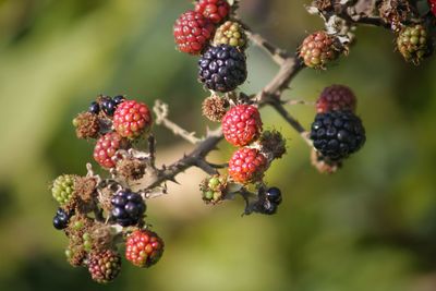 Close-up of berries growing on tree