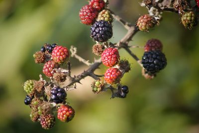 Close-up of blackberries growing on plant