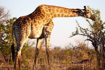 Side view of giraffe on field against sky