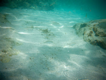 Full frame shot of fish underwater