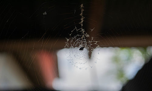 Close-up of spider on web