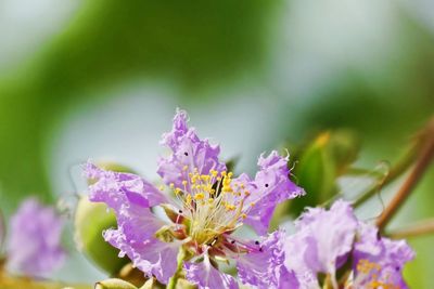 Close-up of insect on pink flower